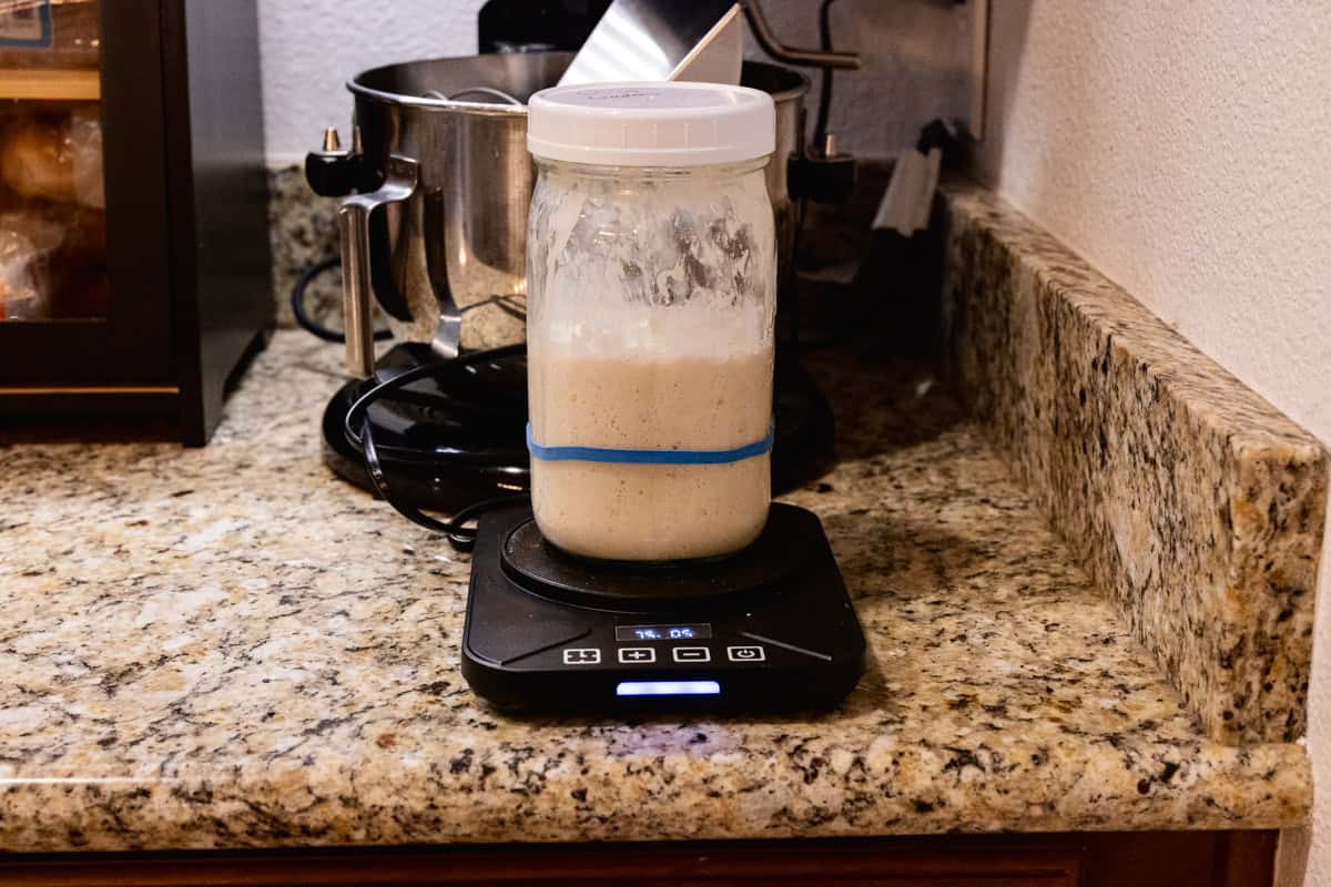 sourdough starter in jar on incubator.